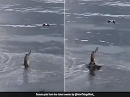 नदी में तैरते मगरमच्छ का Video बना रहा था ड्रोन, जैसे ही नीचे झुका Drone, फिर जो हुआ...आप दंग रह जाएंगे नदी में तैरते मगरमच्छ का Video बना रहा था ड्रोन, जैसे ही नीचे झुका Drone, फिर जो हुआ...आप दंग रह जाएंगे