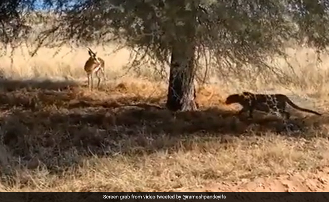 Chilling Video Shows Leopard Hiding In Plain Sight Before Attacking The Deer