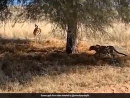 Chilling Video Shows Leopard Hiding In Plain Sight Before Attacking The Deer Chilling Video Shows Leopard Hiding In Plain Sight Before Attacking The Deer