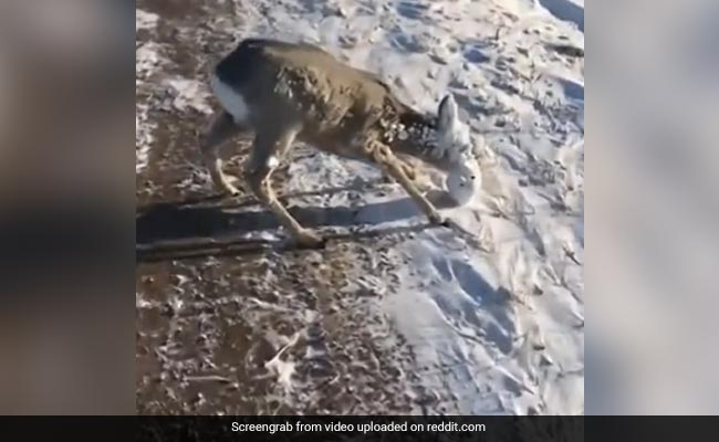 हिरण का चेहरा बर्फ से जम गया, बंद हो गए मुंह, कान और आंख, परेशान हो रहा था जानवर, फिर पर्वतारोहियों ने ऐसे की मदद