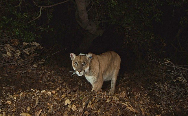 P-22, "Brad Pitt Of Mountain Lions", Caught By Wildlife Officials In California
