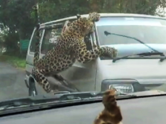 On Camera, Leopard Leaps Over Fence, Attacks Car In Assam