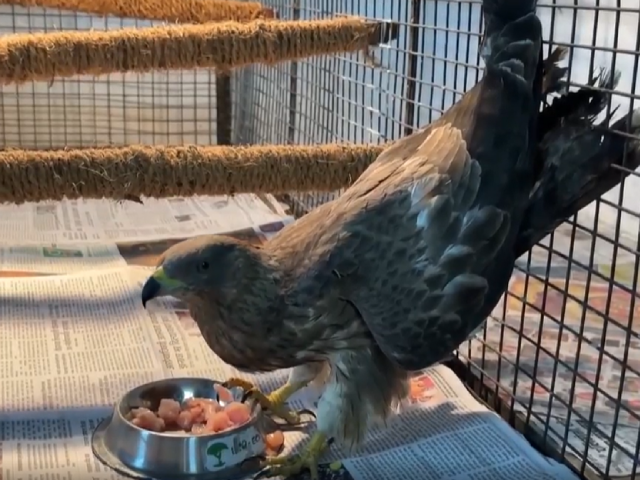 महाराष्ट्र : वन विभाग, इको-इको फाउंडेशन ने नासिक में पक्षियों और जानवरों को बचाया