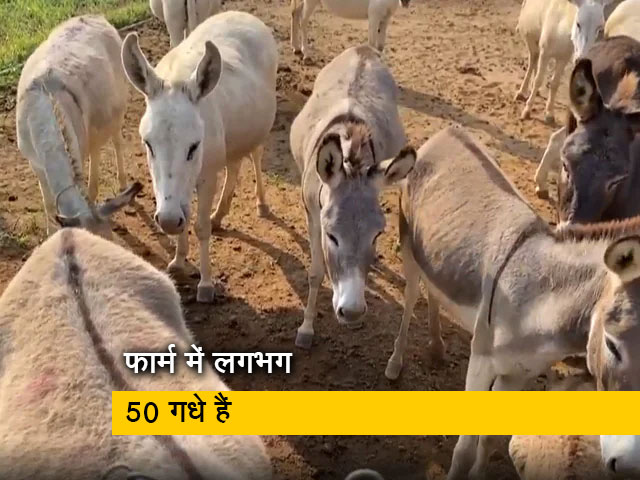 तेलंगाना का पहला गधा फार्म महबूबनगर में खुला