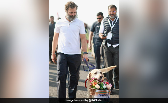 When Lizho and Rexy Welcomed Rahul Gandhi's Yatra, Bouquets And All
