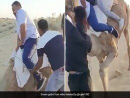 ऊंट पर किसी तरह चढ़कर बैठे दो शख्स, बिगड़ा बैलेंस फिर जो हुआ, ऊंट तो बच गया लेकिन...देख लोटपोट हो जाएंगे ऊंट पर किसी तरह चढ़कर बैठे दो शख्स, बिगड़ा बैलेंस फिर जो हुआ, ऊंट तो बच गया लेकिन...देख लोटपोट हो जाएंगे