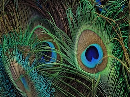 Morpankh Vastu Tips: नए साल में इस जगहों पर रखें मोर पंख, घर में होगी बरकत ! Morpankh Vastu Tips: नए साल में इस जगहों पर रखें मोर पंख, घर में होगी बरकत !