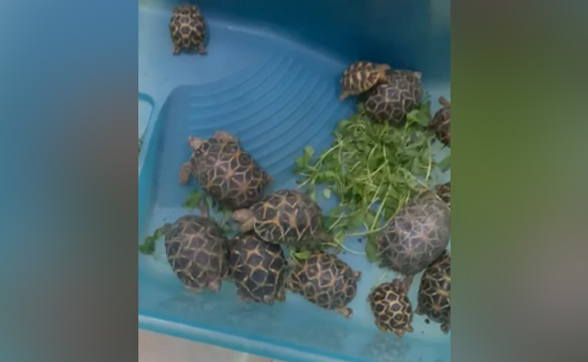 मुंबई : दुर्लभ प्रजाति के 20 स्टार बैक कछुए बरामद, तस्कर गिरफ्तार