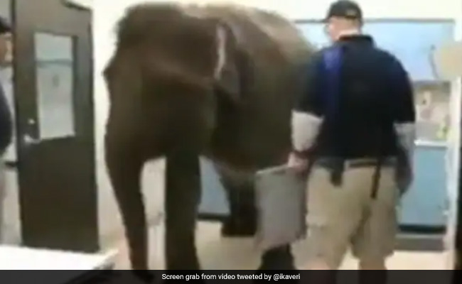 Video Of An Elephant Getting An X-Ray In The Most Patient Way Leaves Internet Surprised
