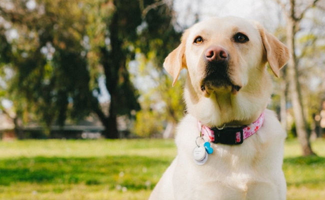 Top 5 Movies To Watch With Your Furry Friends This International Dog Day