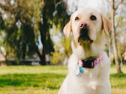 Pet DNA Testing Company In Canada Mistakenly Identifies Human As Dog Pet DNA Testing Company In Canada Mistakenly Identifies Human As Dog