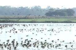 Migratory Birds Arrive At The Pobitora Wildlife Sanctuary In Assam Migratory Birds Arrive At The Pobitora Wildlife Sanctuary In Assam