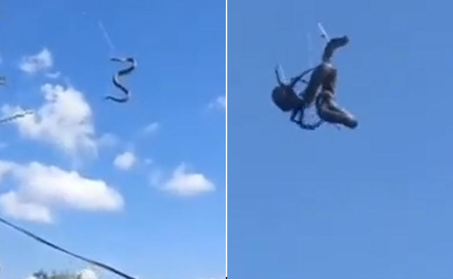 VIDEO: मकड़ी ने किया अजगर का शिकार, जाल में फंसाकर घोंट दिया दम