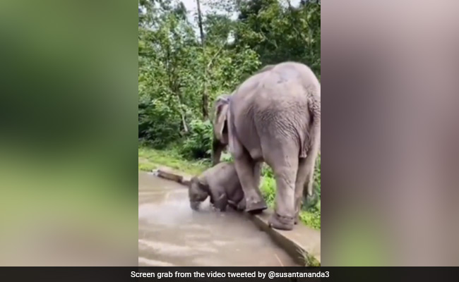 Watch: Baby Elephant Enjoys In Pool As Mother Stands Guard