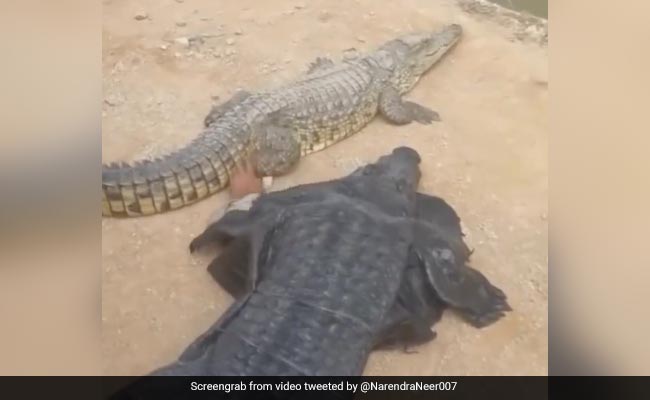 नकली मगरमच्छ बनकर असली मगरमच्छ को छेड़ रहा था शख्स, बगल में लेटकर की ऐसी हरकत और फिर...