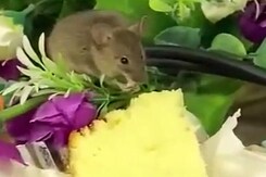 Viral Video: Rat Munches On Piece Of Cake Served To People At A Meeting Viral Video: Rat Munches On Piece Of Cake Served To People At A Meeting