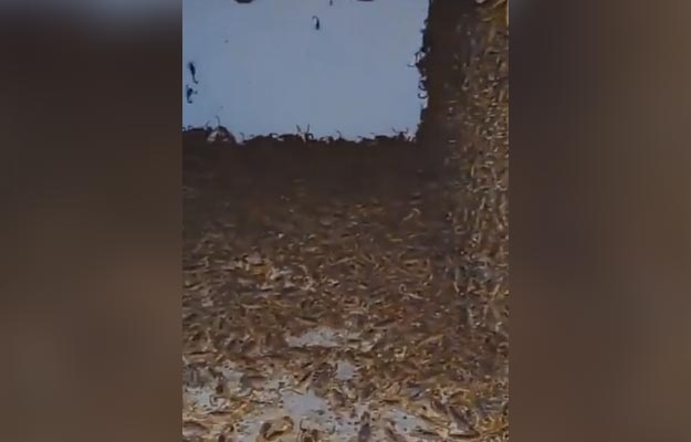 VIDEO:वीरान घर में रेंगते दिखे एक साथ हजारों बिच्छू, देखकर डर के मारे खड़े हो जाएंगे रोंगटे!