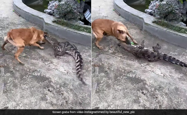 मगरमच्छ से भिड़ गया कुत्ता, उसके जबड़े को मुंह में दबाकर लगा नोंचने, फिर घसीटते हुए जो किया, यकीन नहीं होगा