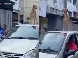 चलती कार की छत पर बड़ी शान से खड़े होकर सफर का मजा ले रहा है डॉगी, देखें VIDEO चलती कार की छत पर बड़ी शान से खड़े होकर सफर का मजा ले रहा है डॉगी, देखें VIDEO