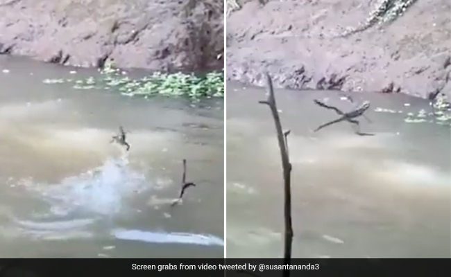 Viral Video Shows Reptile Walking On Water, Internet Says "What A Remarkable Existence"