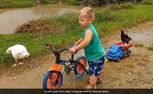 Adorable Video Of Toddler Giving Lift To A Rooster Goes Viral