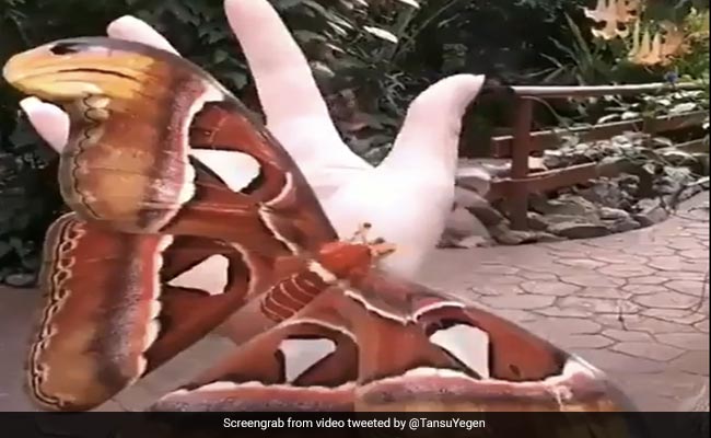 Video Of Atlas Moth Goes Viral, Internet Is Baffled