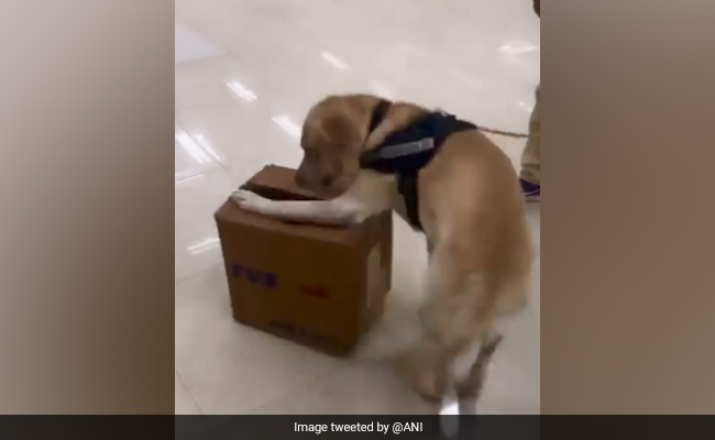 स्निफर डॉग का कमाल, युगांडा से आई महिला के पर्स से निकलवा दिया 5.35 करोड़ रुपये का ड्रग्स