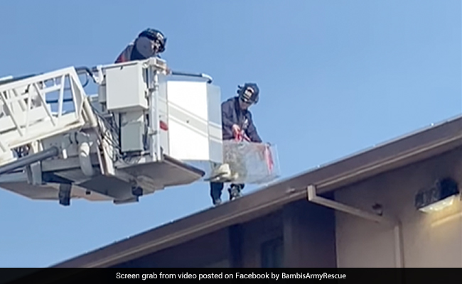 Watch: Firefighters Rescue A Cat Trapped On A Roof For Five Days