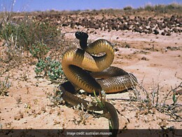 Inland Taipan Is The World's Most Venomous Snake, Its Single Bite Can Kill Over 100 People Inland Taipan Is The World's Most Venomous Snake, Its Single Bite Can Kill Over 100 People