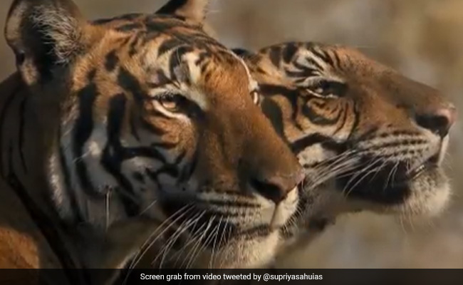 After Elephants, Bureaucrat Seeks ''New Year Lessons'' From Tigers, Shares Fascinating Video