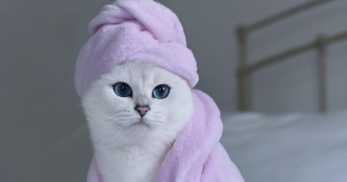 Meet Coby: The Influencer Cat