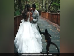Video: Couple's Wedding Photoshoot Was Crashed By A Monkey And Its Baby. What Happened Next Video: Couple's Wedding Photoshoot Was Crashed By A Monkey And Its Baby. What Happened Next
