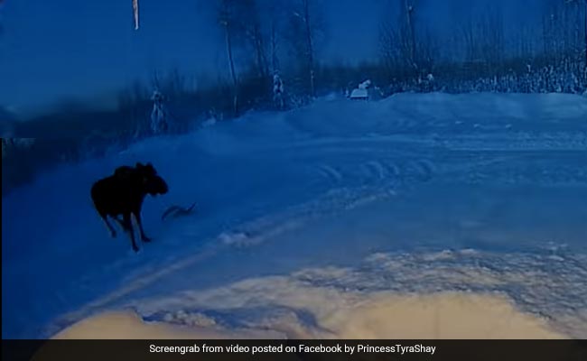 Rare Video Of A Moose Shedding Its Antlers Leave Internet Stunned