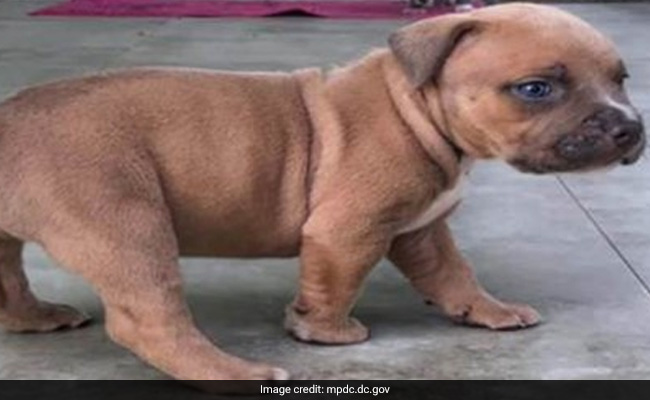 5-Week-Old Puppy Stolen During House Burglary In Washington DC