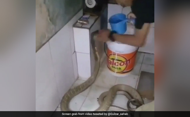 Hair-Raising Video Shows Man 'Bathing' Huge King Cobra, Leaves Internet Stunned