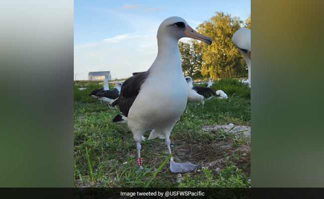 Wisdom, World's Oldest Known Wild Bird, Spotted In US At The Age Of 71