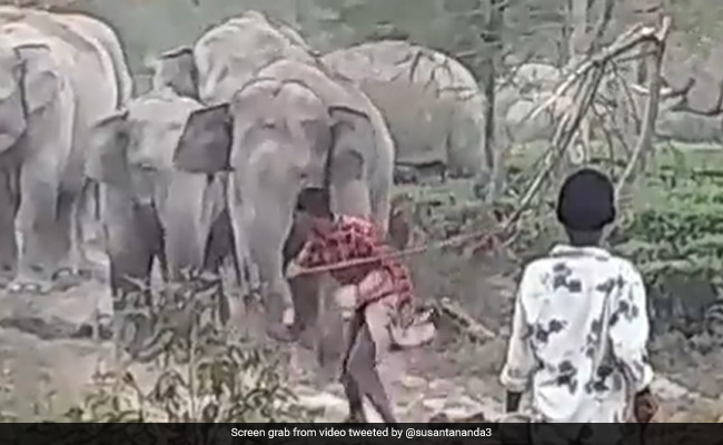 Elephant Chases Boy After He Hits It With A Stick, Video Infuriates Internet