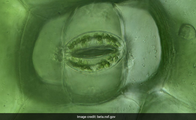 Incredible Video Shows Plant 'Breathing' In Real-Time