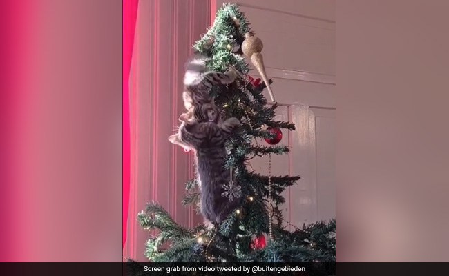 Watch: Pet Cats Use Christmas Tree As Playground, Internet Amused