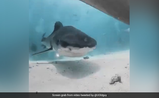 Watch: Tiger Shark Eats Video Camera, While It's Running