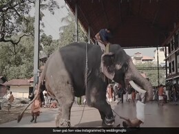 दूल्हा-दुल्हन के फोटोशूट के दौरान अचानक गुस्सा गया पीछे खड़ा हाथी, महावत को उठाकर पटका और फिर... दूल्हा-दुल्हन के फोटोशूट के दौरान अचानक गुस्सा गया पीछे खड़ा हाथी, महावत को उठाकर पटका और फिर...