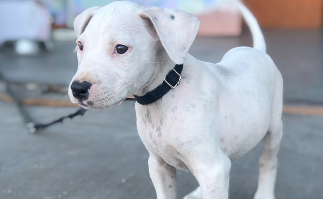 Gang Kidnaps Man In Greater Noida, Demands His Dogo Argentino As Ransom