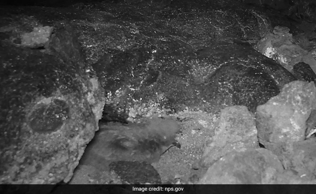 Watch: Fledgling Of Rare Bird Captured On Camera At Hawaii Volcanoes National Park