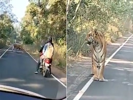सुनसान सड़क पर टहलने निकले बाघ के सामने आ गए दो बाइक सवार, दिल दहला देना वाला Video Viral सुनसान सड़क पर टहलने निकले बाघ के सामने आ गए दो बाइक सवार, दिल दहला देना वाला Video Viral