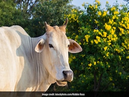 Roti Ke Upaay : गाय को इस समय खिलाएंगे रोटी तो दूर होंगी सारी परेशानियां, जानें क्या कहता है ज्योतिष शास्त्र! Roti Ke Upaay : गाय को इस समय खिलाएंगे रोटी तो दूर होंगी सारी परेशानियां, जानें क्या कहता है ज्योतिष शास्त्र!