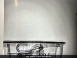 Venomous Brown Snake Spotted Slithering In Basement of Australia Airport, Caught In A Box Venomous Brown Snake Spotted Slithering In Basement of Australia Airport, Caught In A Box