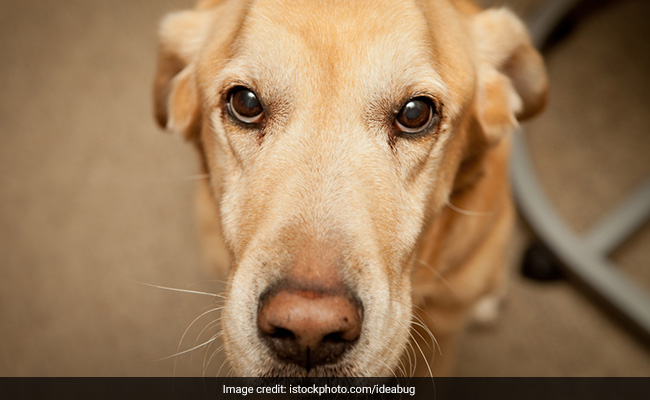After Sniffer Dog Delivers 3 Pups, Border Force Probing How It Got Pregnant At All