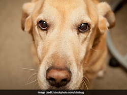 Faridabad Man Fined Rs 1,000 For Tying Dog In Scorching Sun