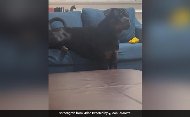 Trinamool's Mahua Moitra Shares ''Funniest Video Of 2022''. It Features Her Furry Friend