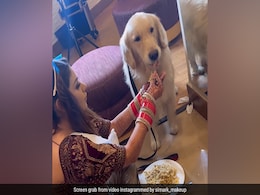 दुल्हन ने अपना मेकअप बीच में रोककर पालतू कुत्ते को खिलाया खाना, Video देख आपको भी हो जाएगा प्यार दुल्हन ने अपना मेकअप बीच में रोककर पालतू कुत्ते को खिलाया खाना, Video देख आपको भी हो जाएगा प्यार